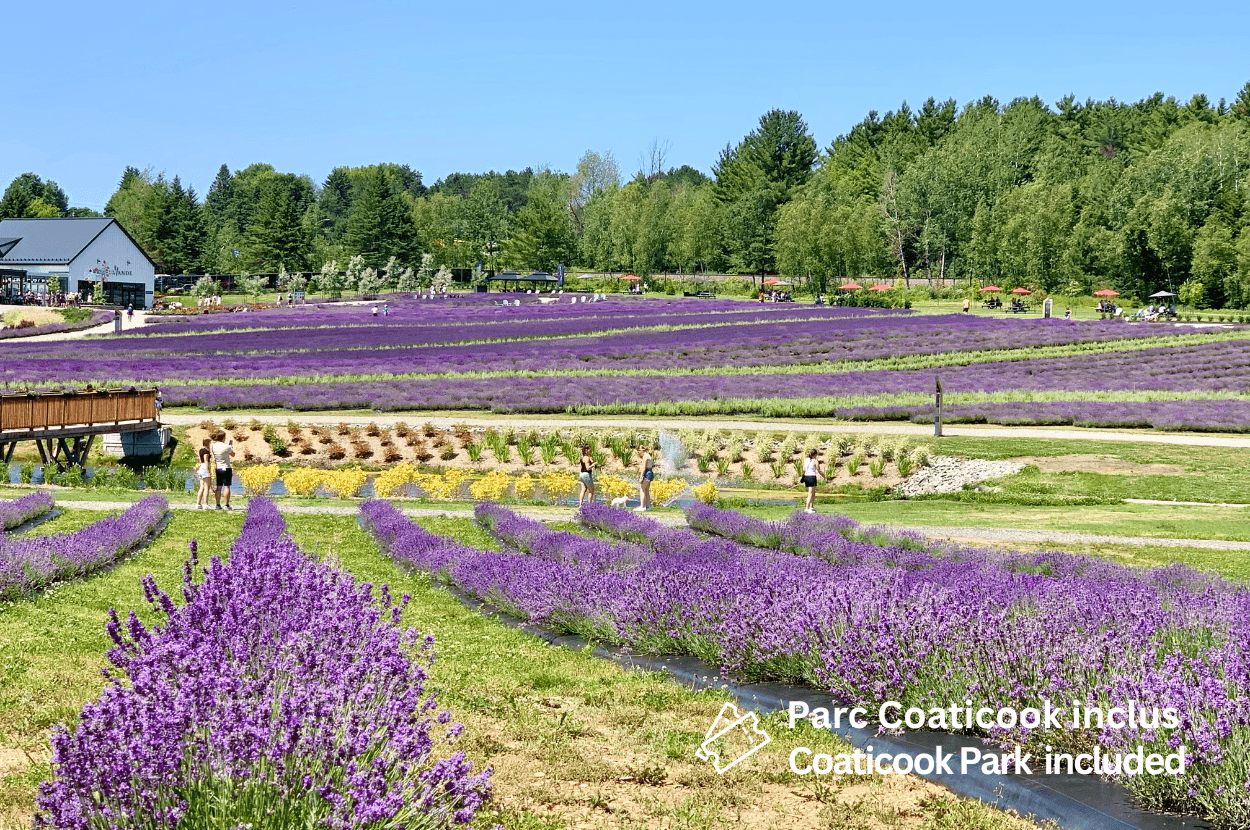 Cantons de l’est et Lavande 1 Jour